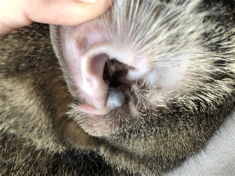 Does Anyone Know What This Little Dark Lump In Our Cats Ear Is Its