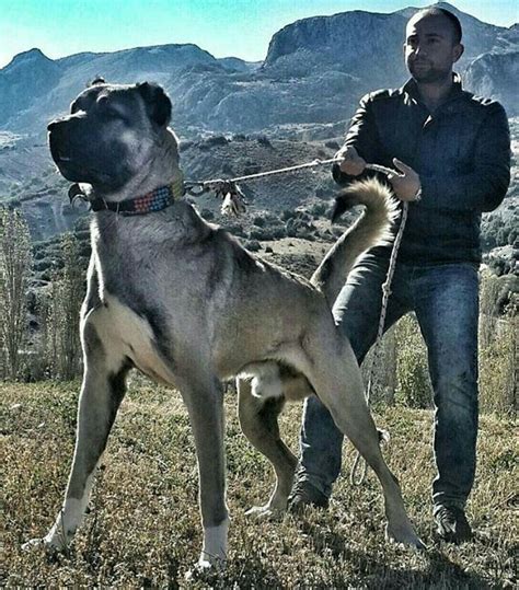 Turkish Shepherd Dog Kangal Dog Dog Breeds Large Dog Breeds