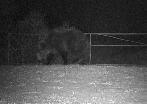 Wildlife In The Chernobyl Exclusion Zone Bears Wolves And Rare Horses