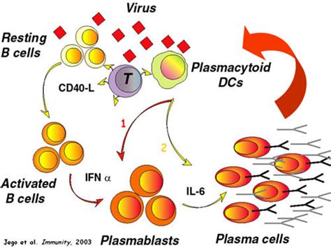 Round 15 Autoimmunity Through Cytokine Induced Dendritic Cell