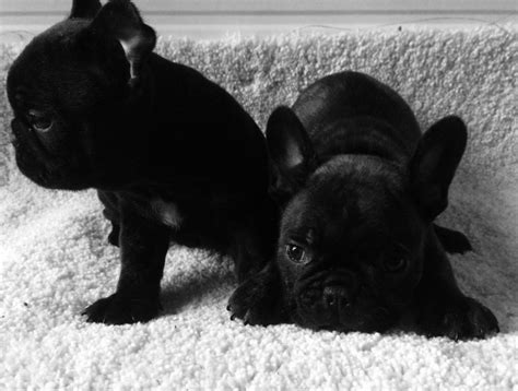800 x 800 jpeg 206 кб. French Bulldog Puppies For Sale | Salt Lake City, UT #170014