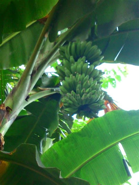 Dengan rasa manis buah ini bisa jadi pencuci mulut yang pas usai makan utama. Bibit Pisang Kultur Jaringan: Jenis Buah Pisang Unggulan