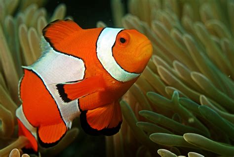 Fileclown Fish In The Andaman Coral Reef