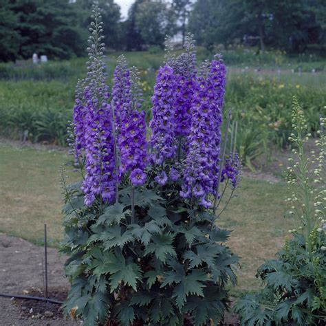 Delphinium Andmighty Atomand Delphinium Andmighty Atomand Herbaceous