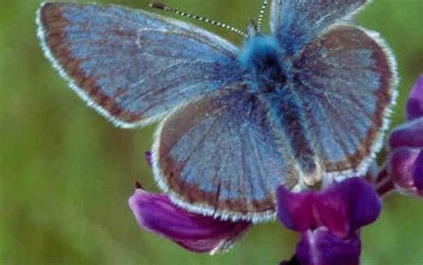 Efforts To Save Endangered Blue Butterfly Quadruples Its Populationbut