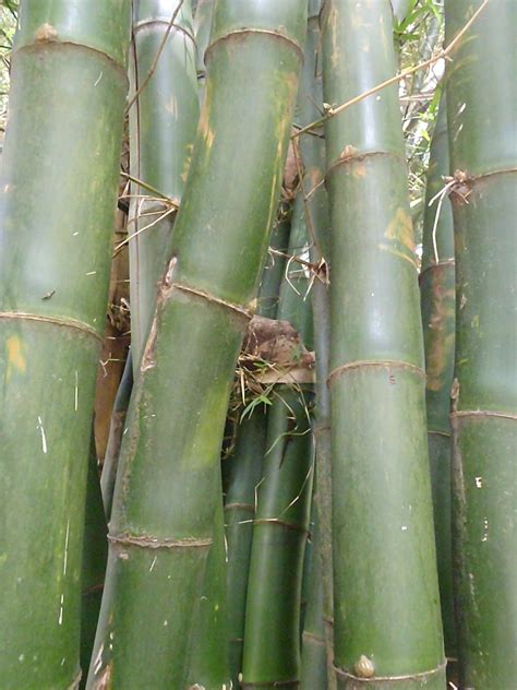 Giant Bamboos Mauritius Giant Bamboo Mauritius Giants Discover Nature Mauritius Island