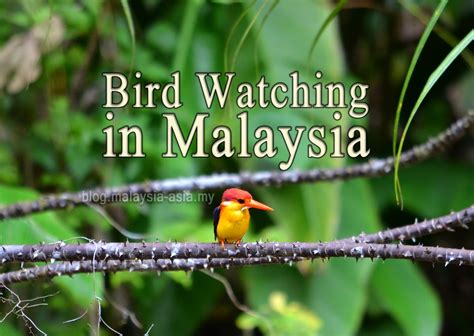 Bird Watching In Malaysia