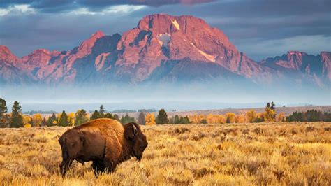 Wallpaper Bison Grand Teton National Park Wyoming Usa Bing