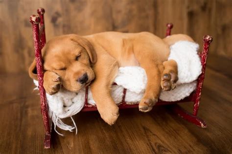 We are experienced, hobby breeders and treat our dogs and puppies like family, not a business. Quail Canyon Labrador Retriever Puppies for Sale ...