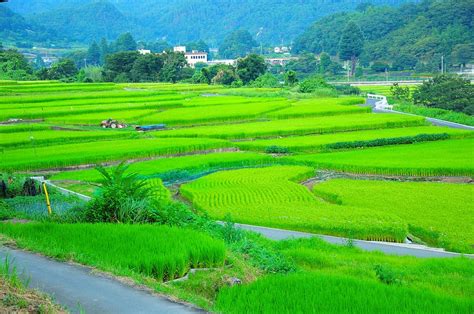 Hd Wallpaper Field Yamadas Rice Fields Rice Terraces The
