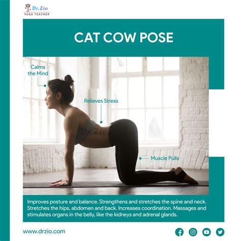 Cat Cow Yoga Pose In 2021 Cat Cow Yoga Pose Yoga Teacher Yoga