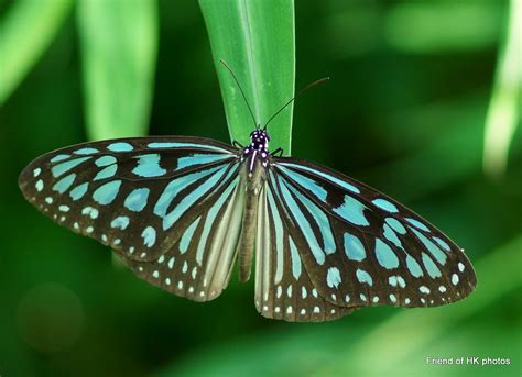 Photographic Wildlife Stories In Ukhong Kong Common Hong Kong Butterflies