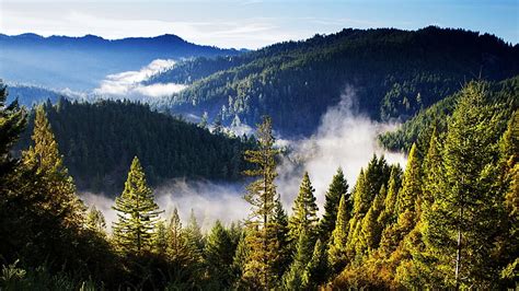 Hd Wallpaper Pine Trees An Green Mountain Forest Mountains