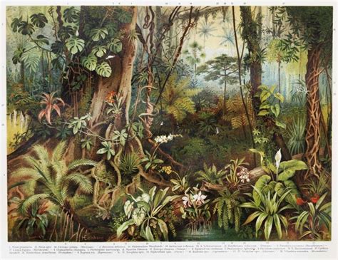 Vintage Jungle Wall Mural Feathr Philodendron Ficus Tropical