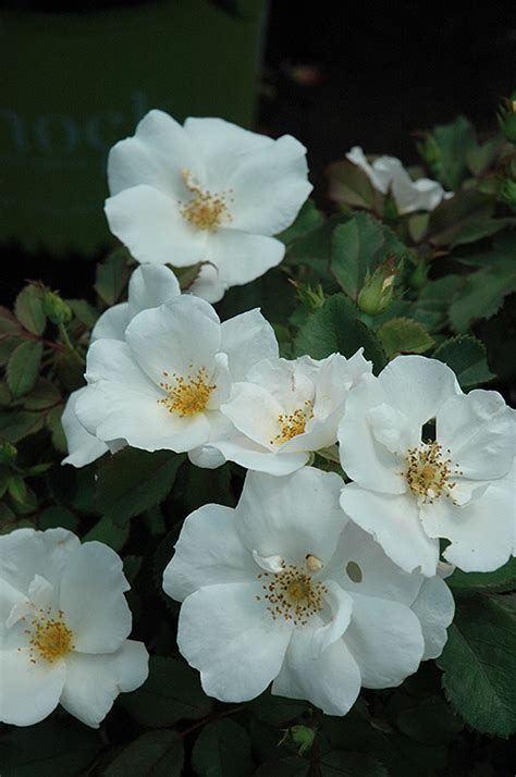 White Knock Out Rose Rosa Radwhite In Issaquah Seattle Bellevue