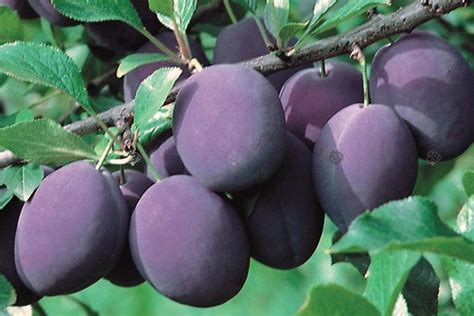 Śliwa Valjevka Prunus Domestica Sprawdź Ceny Sadzonki W