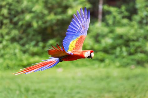 Scarlet Macaw Ara Macao In Flight License Image 71363278