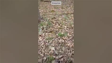 Ohio Grassman Watching Me From Its Nest Youtube