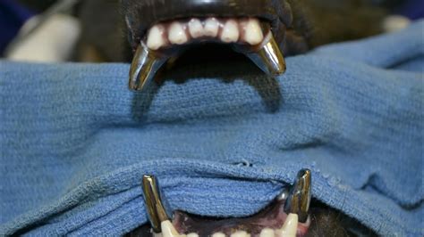 Do Navy Seal Dogs Have Titanium Teeth