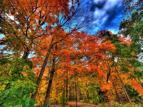 Autumn Trees Nature Landscape Leaf Leaves Wallpapers