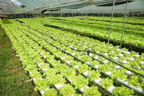 Premium Photo Hydroponic Farm Salad Plants On Water Without Soil