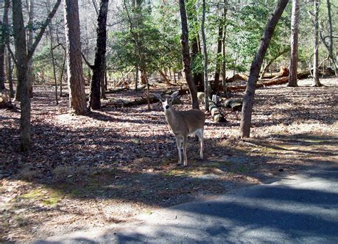 Maybe you would like to learn more about one of these? NC BACKCOUNTRY