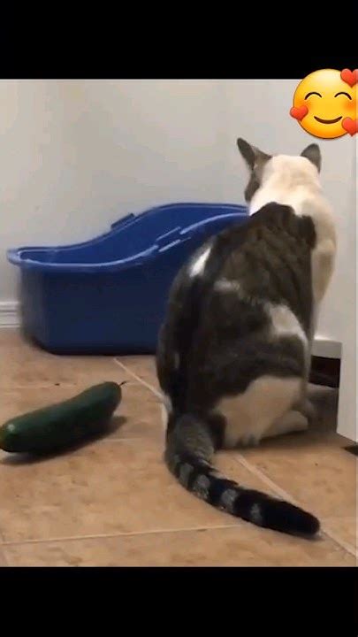 Funny Cats Scared Of Cucumbers Shorts Youtube