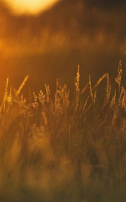 Wheat Sunset Grass Field Wallpapers Nature Resolution