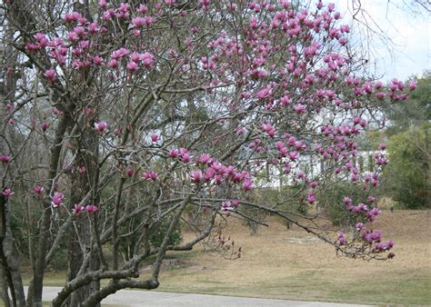 Enjoy Early Blooms Of Saucer Magnolias Mississippi State University