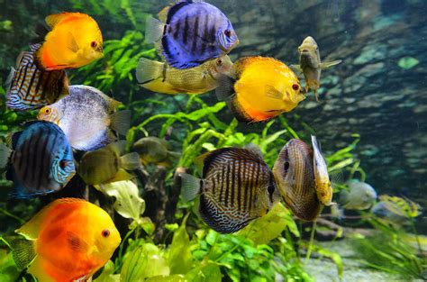 The Best Tropical Aquarium Fish For Beginners Aquatics World