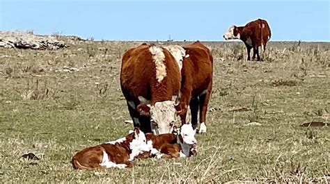 Cómo, ¿estás interesado en leerlo? Predios de Paysandú y Salto tienen vacas "sentidas" a ...