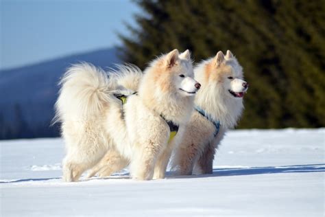 Cachorros Da Neve 10 Principais Raças Que Vivem Bem No Frio