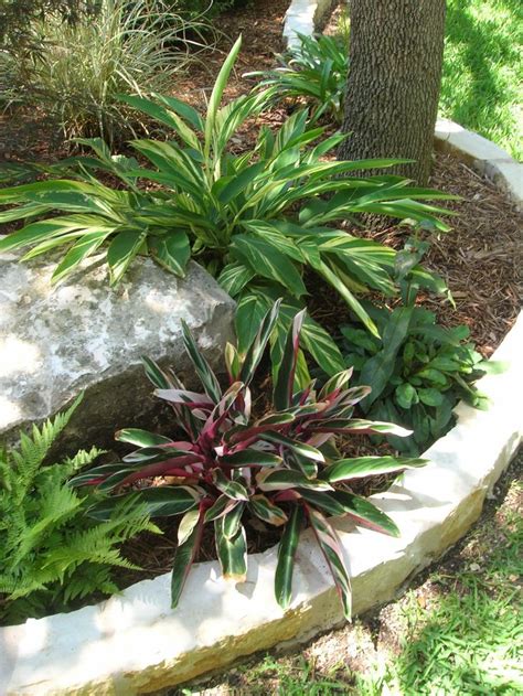 A Plant In A Flower Bed Next To A Tree