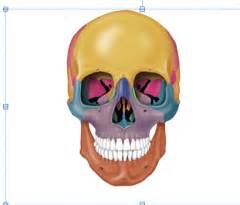 How many per cents does the skeleton form? Axial Skeleton: Skull and Facial bones Flashcards - Cram.com