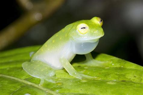 Fleischmanns Glass Frog Photograph By Science Photo Library Fine Art