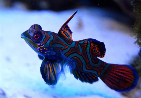 25 Most Beautiful Fish In The World With Pictures Build Your Aquarium