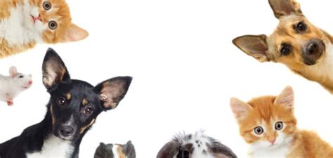 The 8 Best Pet Adoption Websites In 2024 Petmag
