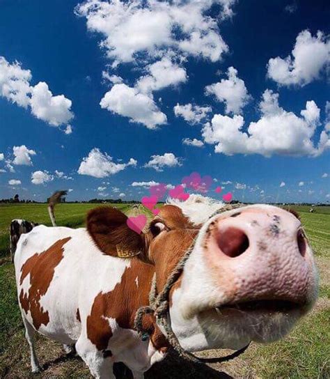 Love Cute Cows Farm Animals Pictures Farm Animal Songs Cow Pictures
