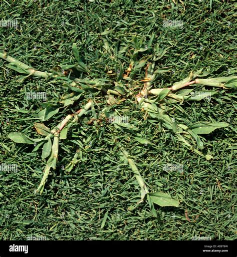 Crabgrass Digitaria Sanguinalis A Weed Embedded In Golf Green Bent