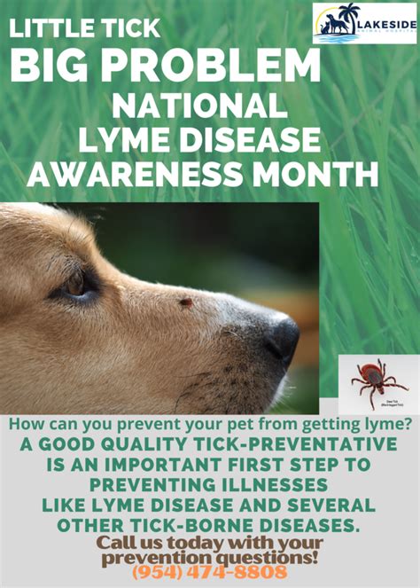 Small Tick Big Problem Lyme Disease Awareness Month Lakeside
