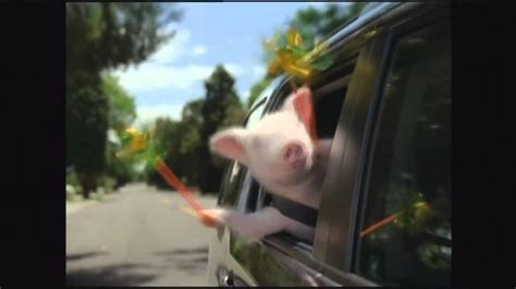 Geico Commercial Did The Little Piggy Cry Wee Wee Wee All The Way