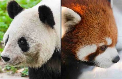 7 Facts About Red Pandas Vision Explained