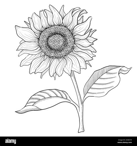 Sunflower Line Art Hand Drawing Illustration Stock Photo Alamy