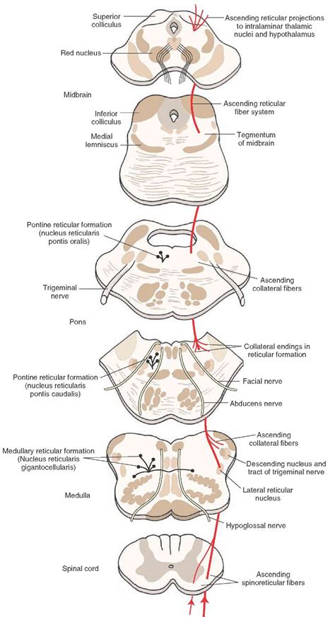Diagram Of The Lateral Spinothalamic Tract