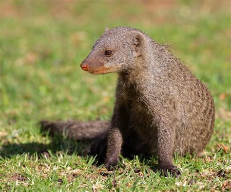 What Is A Mongoose With Pictures