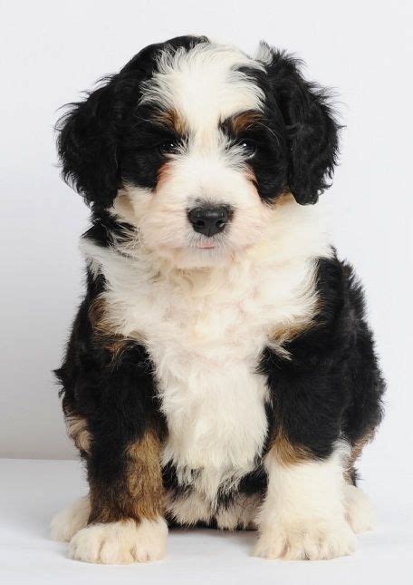 Bernese mountain dogs are great with children and will protect their loved ones. My Secret Diary | Bernese mountain dog poodle, Cute ...