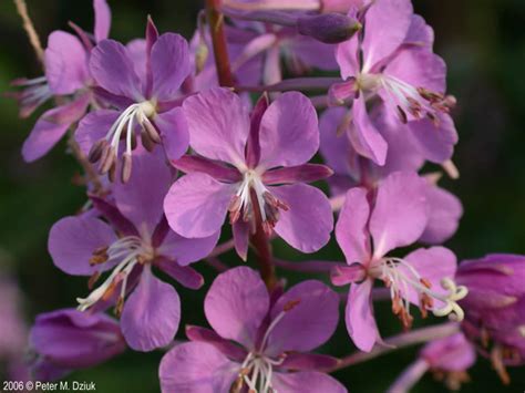 Chamaenerion Angustifolium Fireweed Minnesota Wildflowers