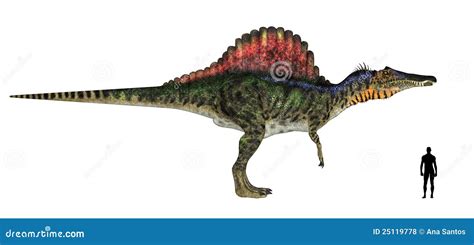 Spinosaurus Size Comparison Royalty Free Stock Image Cartoondealer