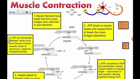 Muscle Contraction Actin And Myosin Ib Biology Youtube