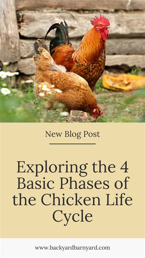 Exploring The Basic Phases Of The Chicken Life Cycle In